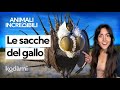 Chi è il Gallo della Salvia e come si riproduce il Casanova delle praterie con la sua strana danz