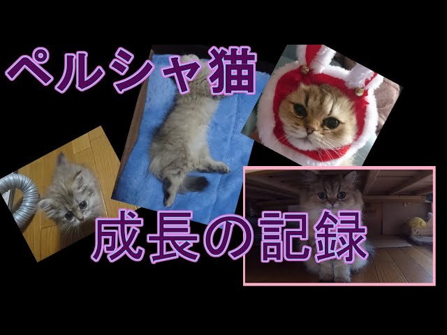 ペルシャ猫動画＃48】生後2か月～1歳半、すごく大きくなりました