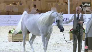 N 268 Dahis Alsayed The Arabian Horse Show For Local Breeders 2025 Colts 2 Years Old Section B