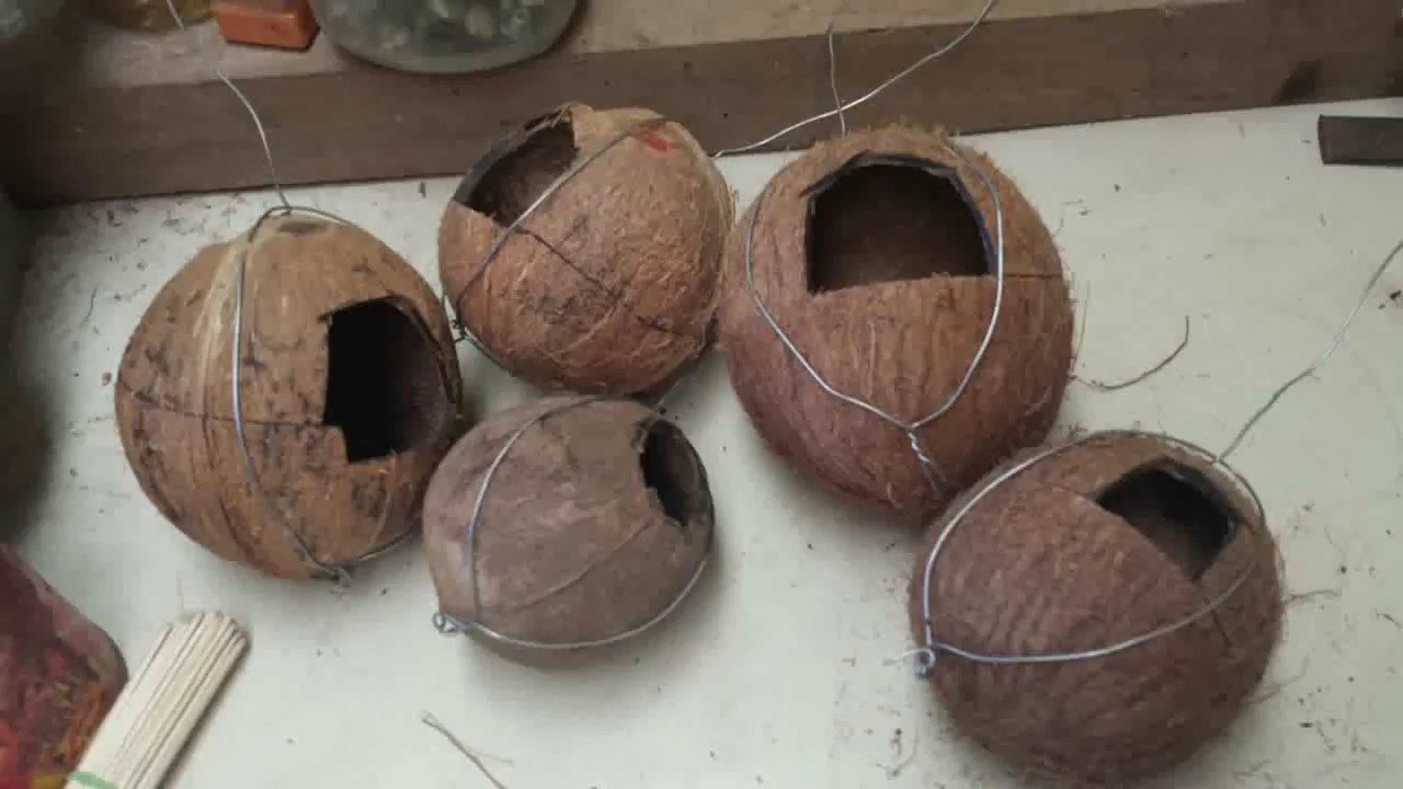 Birds sparrows living in Coconut shell nest - YouTube