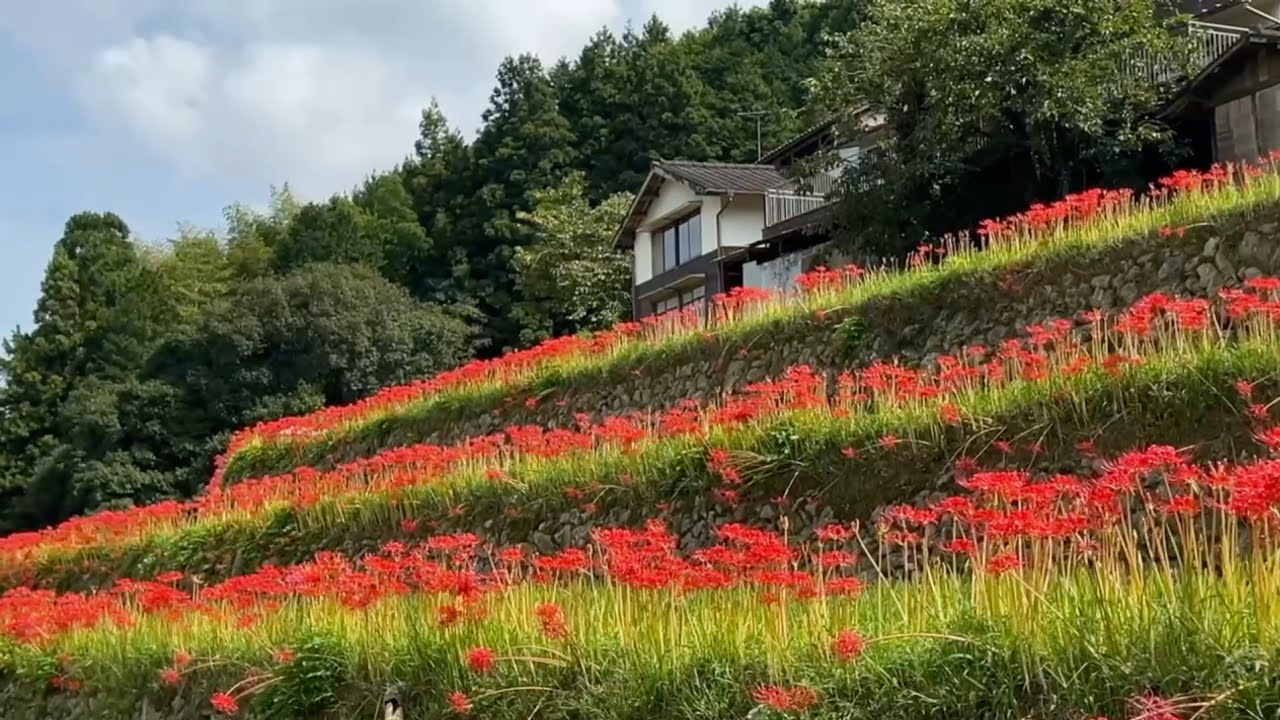 2024/09/25　超超超超超絶景です！　彼岸花が創り出す棚田の秋絶景　稲積癒しの里山　その５　〜愛媛県大洲市〜