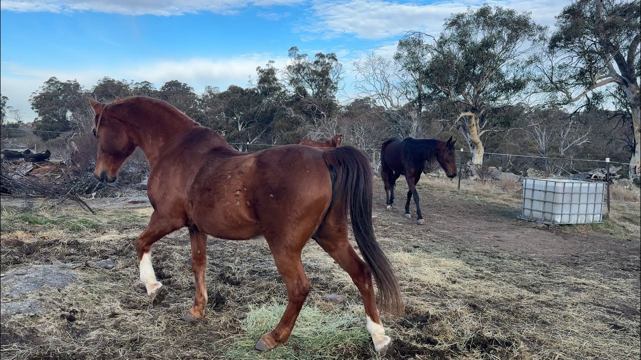 Scirocco meeting Sapphire in paddock