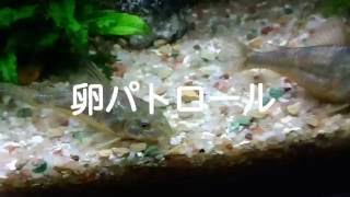 アクアリウム 熱帯魚 あ 卵 エビ Youtube