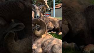 #viral #nature #britishcolumbia #mountain #bighornsheep #sheep #canada #cuteanimal #animals