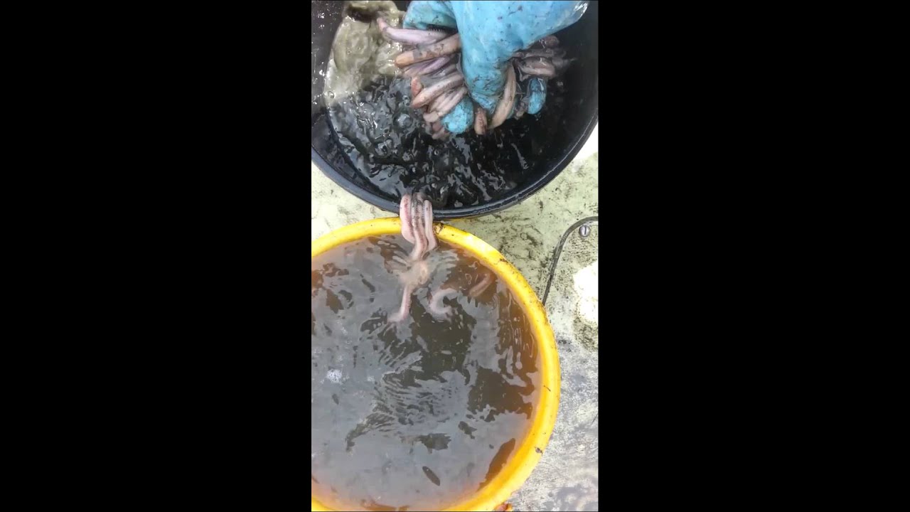 Washing bloodworm's