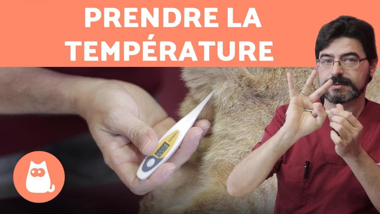 Comment Prendre La Temperature D Un Chat Savoir Si Mon Chat A De La Fievre Youtube