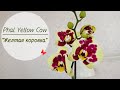 ОРХИДЕЯ ЖЕЛТАЯ КОРОВКА🐮 Phalaenopsis ' Yellow Cow'