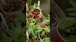 21 an older. Update on ILGM Skywalker og beans