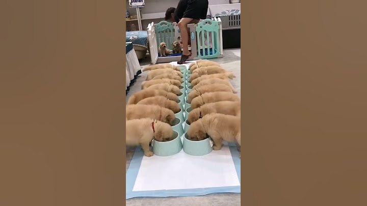 #animales #funnyvideo #funny #love #tendencia #popular #perros #videos PERRITOS ALIMENTANDOSE