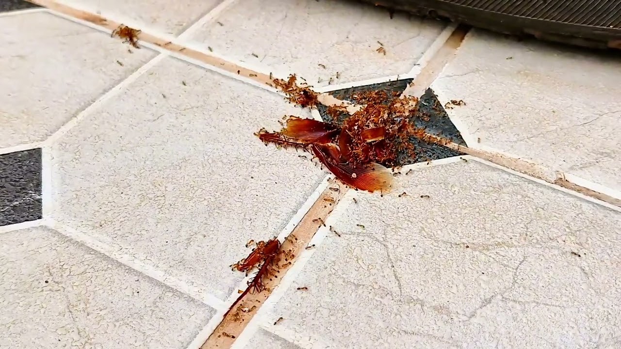 Insect VS Nature – How Tiny Creatures Survive Daily, Ants