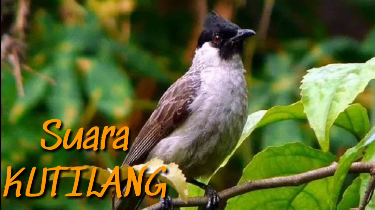 Suara Burung Kutilang 