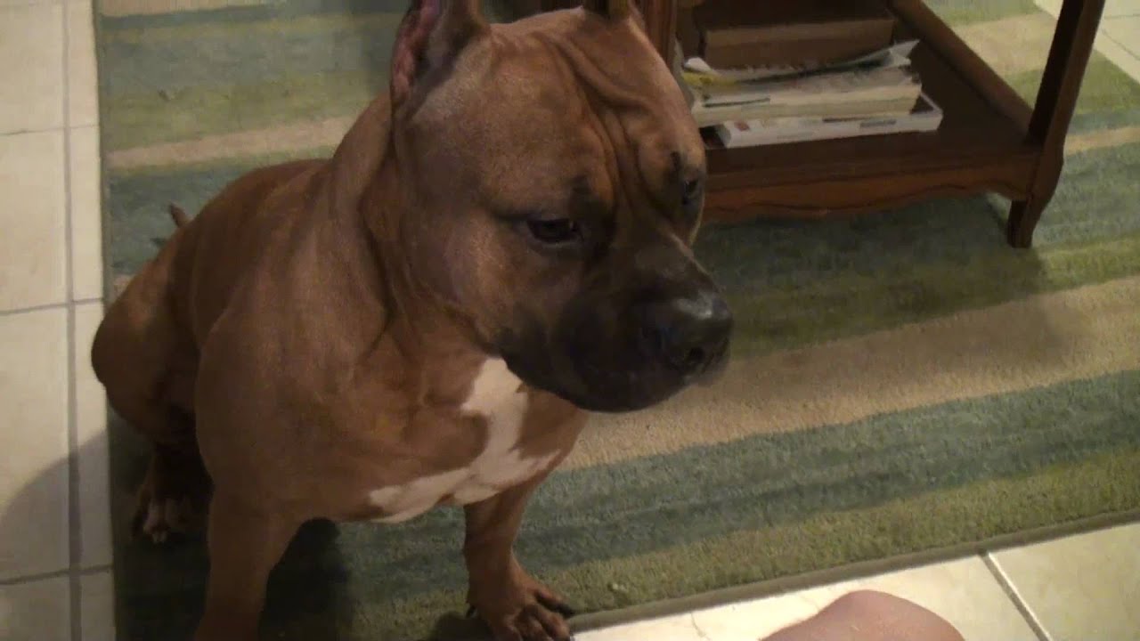 Dog gets 22khz Hearing Test: Pitbull Vs. Human