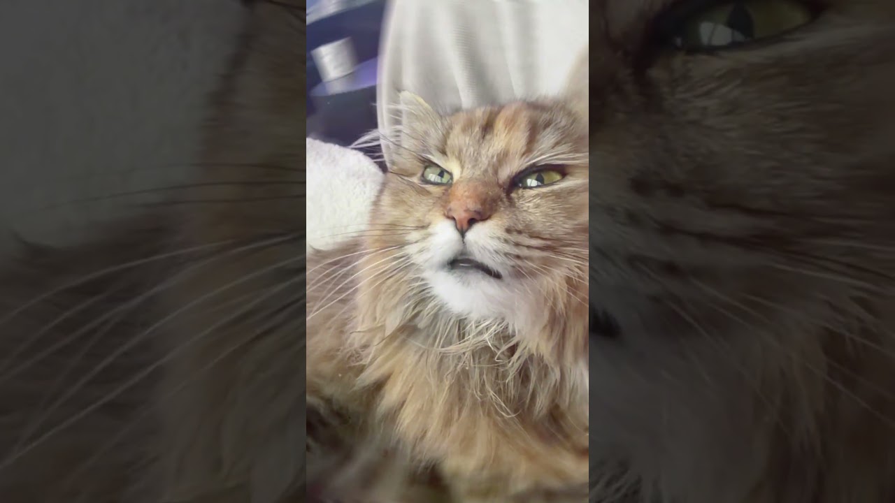 Those were NOT cat treats 