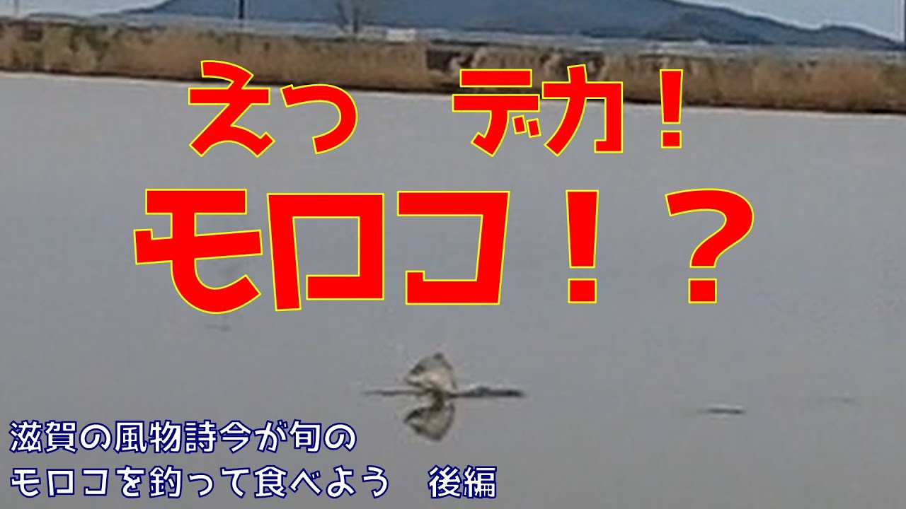 滋賀で遊ぼう！第1弾　滋賀の風物詩　今が旬のモロコを釣って食べよう！後編　思いがけない大物がヒット！