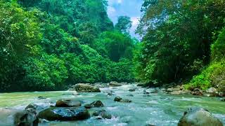 NO ADS. Sleep Deeply with Heavy Rain on a Forest Stream | ASMR Nature Rain Sounds #464