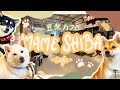 Mame-Shiba Café Harajuku | 原宿乃豆柴カフェ | Dogs lovers Heaven!!!