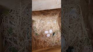 ufs Insparable Nid 2 birds perruche egg