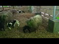 Пятая двойня кроса Дорпера🐏🐏...процент рождаемости на 100 овцематок- 1.71 СУПЕР🐏🐏🐏🐏🐏🐏🐏