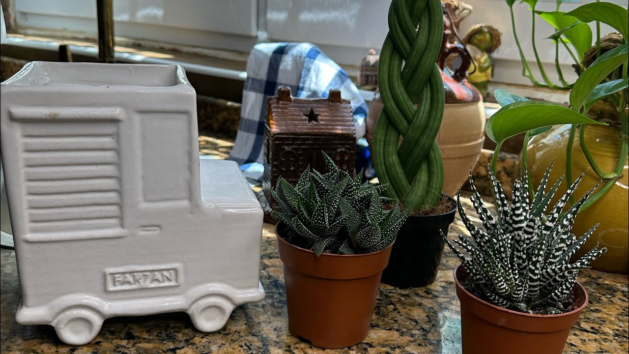 #سفرة سريعة #بغداد رحت #مول زيونة للانكلش هوم تخفيضات#مشتريات#زراعة ورد الصباح