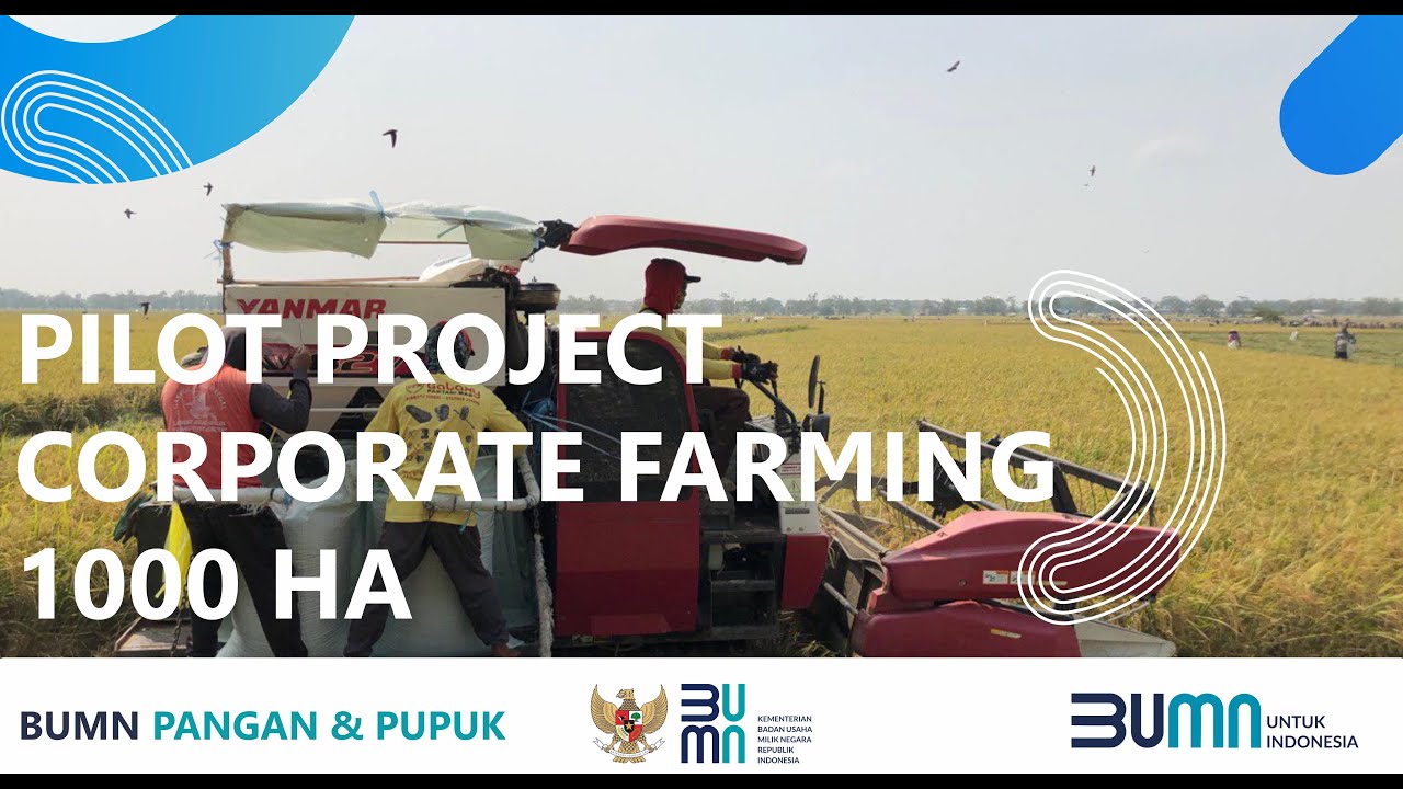 Pengolahan beras hasil dari Pilot Project Corporate Farming 1000 Ha BUMN!