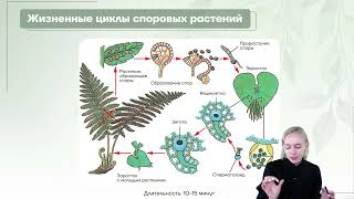 Жизненные циклы споровых растений (мох, папоротник).