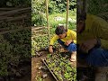 Easy technique for arranging papaya seedlings-Agriculture farming #shorts