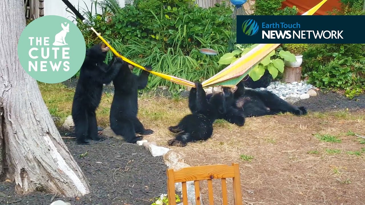 earth touch ltd Bears love hammocks, a smoothie-guzzling bat & a pale baby whale