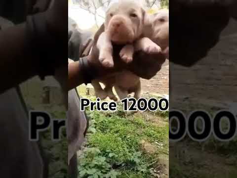 Pitbull puppy