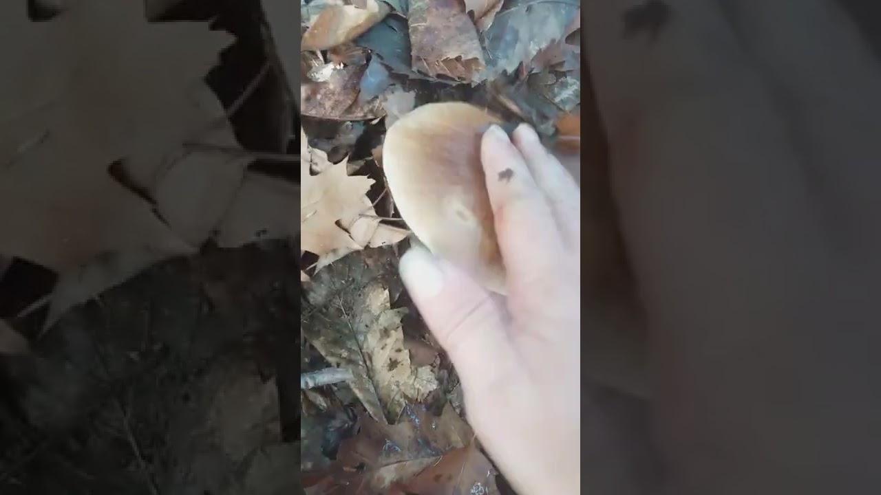 Boleto Edulis del 25 Ottobre 2022