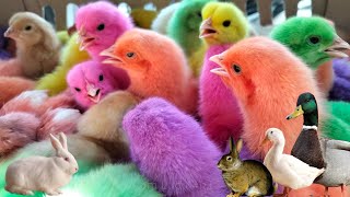 World Cute Chickens, Colorful Chickens, Rainbows Chickens, Cute Ducks, Cat, Rabbits,Cute Animals