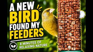 A New Bird Found My Feeders | 8 Minutes of Relaxing Nature