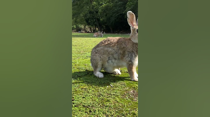 One of history's greatest generals... was defeated by rabbits
