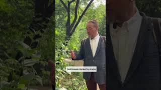 Растение из видов рода окопник
