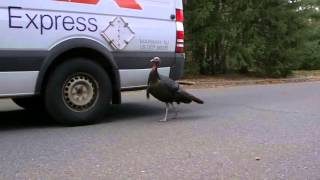 Turkey Attacks Fed Ex Truck in New Jersey