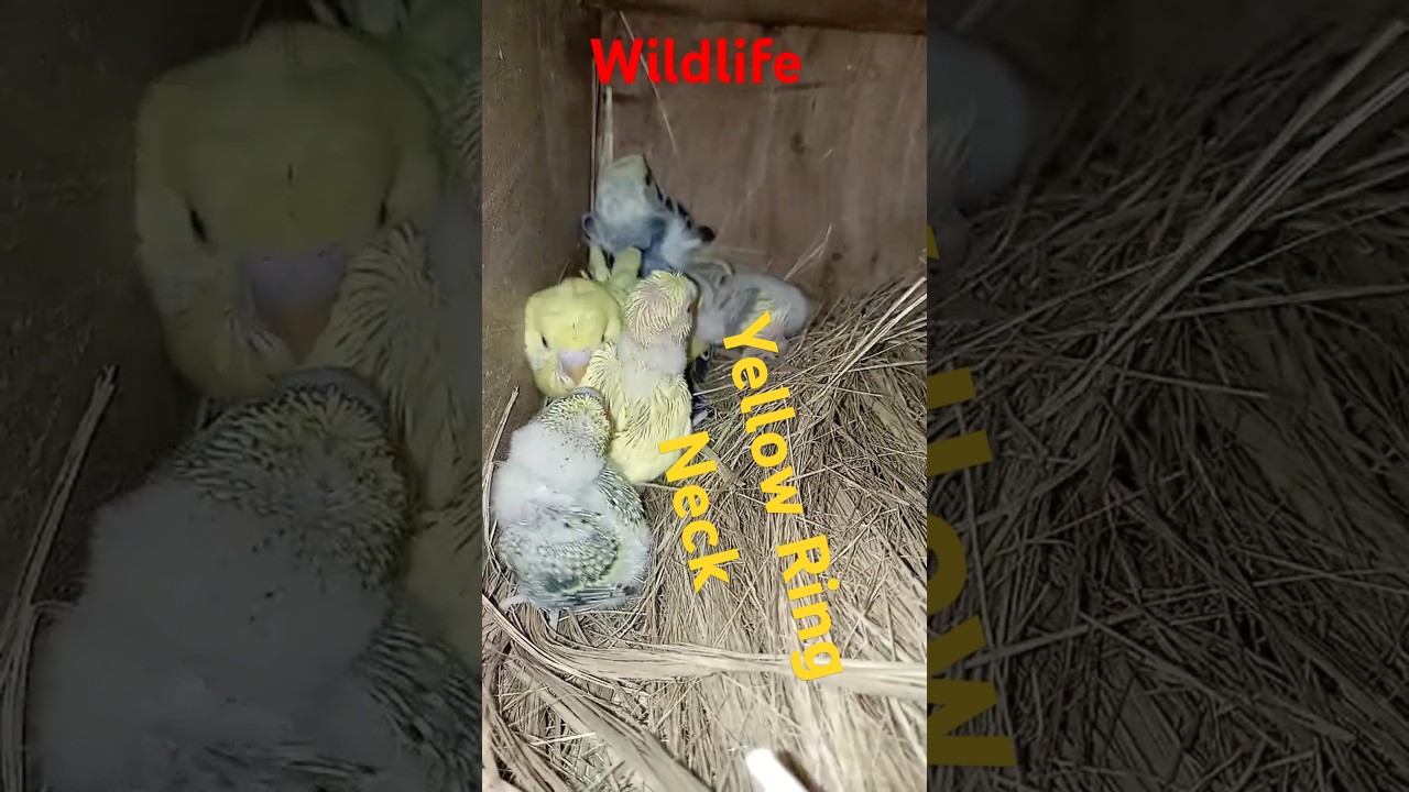 Yellow Ring Neck parrot chicks, 
