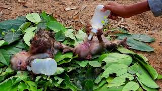 Three Baby Monkeys After Being Pulled Out Of The Water, Sister Gives Them Milk