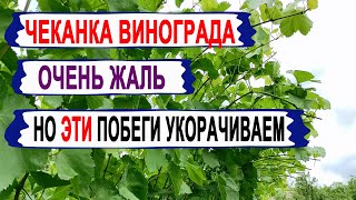 🍇 В ЭТИХ побегах ВИНОГРАДА уже нет ТОЛКУ. Как правильно ЧЕКАНИТЬ/УКОРАЧИВАТЬ побеги в июле.