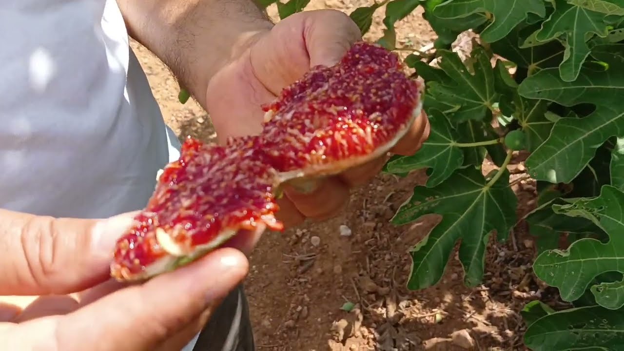 التين الشتوي نوع متاز