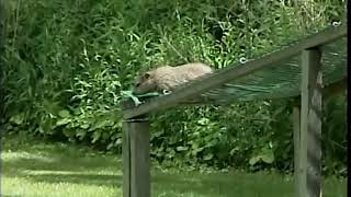 Groundhog Climbing Adventure