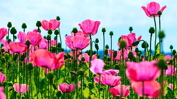 Beautiful Spring Flowers Blooming with Relaxing Music, Peaceful Instrumental Music, Calm Music