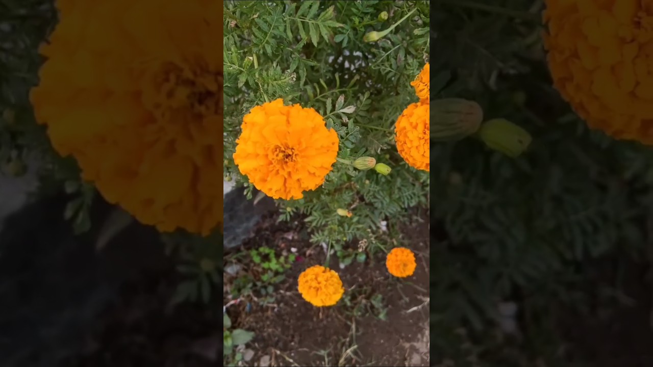 मेरे गार्डन के ब्यूटीफुल फ्लावर 💐