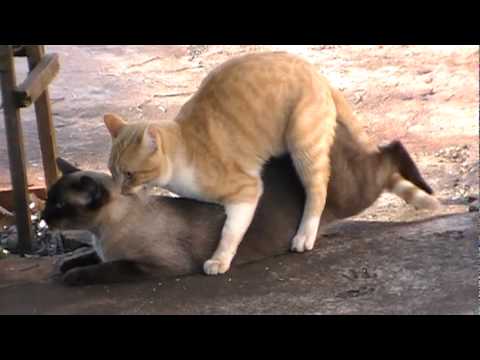 gatos transando