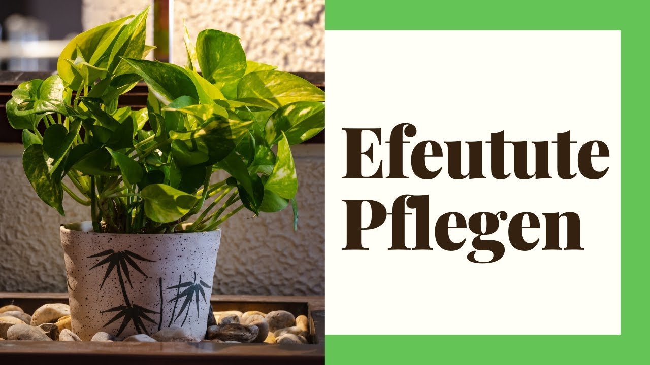elefantenohr black magic Alocasia infernalis 
