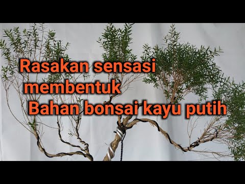 Cara membentuk bonsai kayu putih