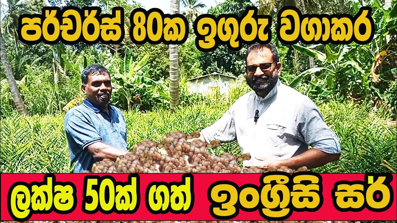 ඉගුරු වගාවෙන් ලක්ෂ 50ක් ගත් ඉංග්‍රිසි සර් / @AgriView61