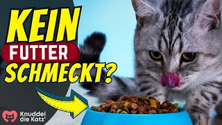 Der WAHRE Grund warum Katzen bei Futter mäkelig sind!