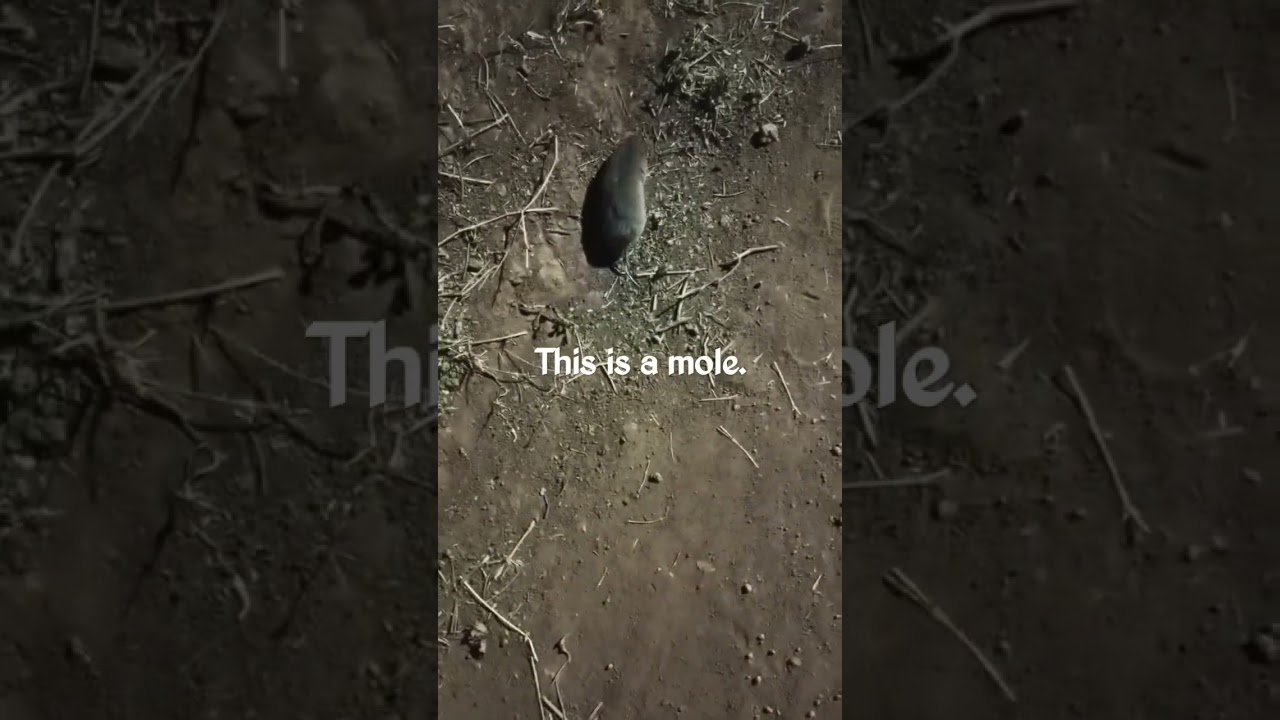 now you can see a live mole. get used to it.