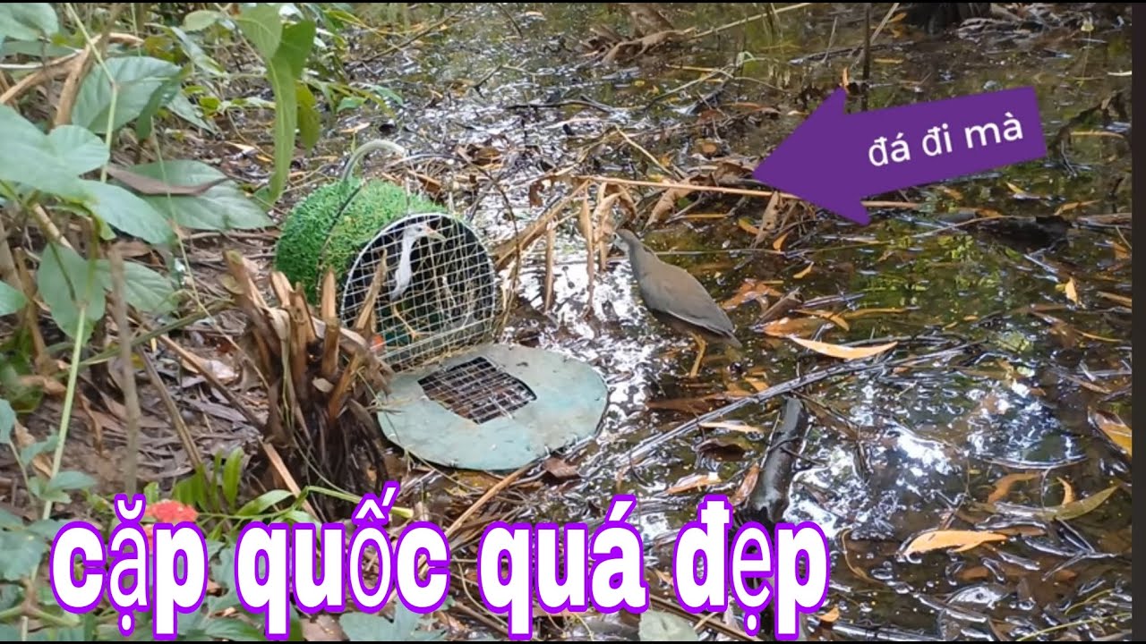 Bẫy Quốc Chinh Phục Cặp Chim Quốc Chạch Ré Quá Đẹp # SĂN BẮT ĐỒNG THÁP #