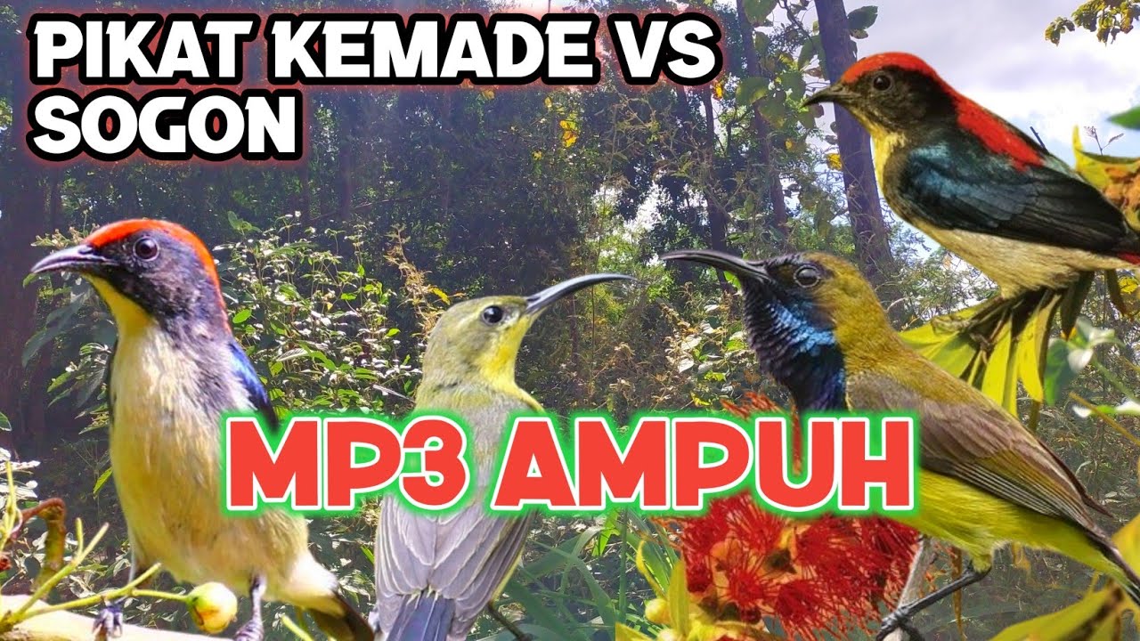 Mp3 pikat kemade ampuh kombinasi burung sogon di jamin poin kemade jantan