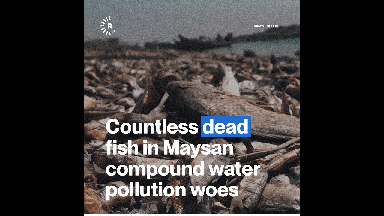 Countless dead fish in Maysan compound water pollution woes